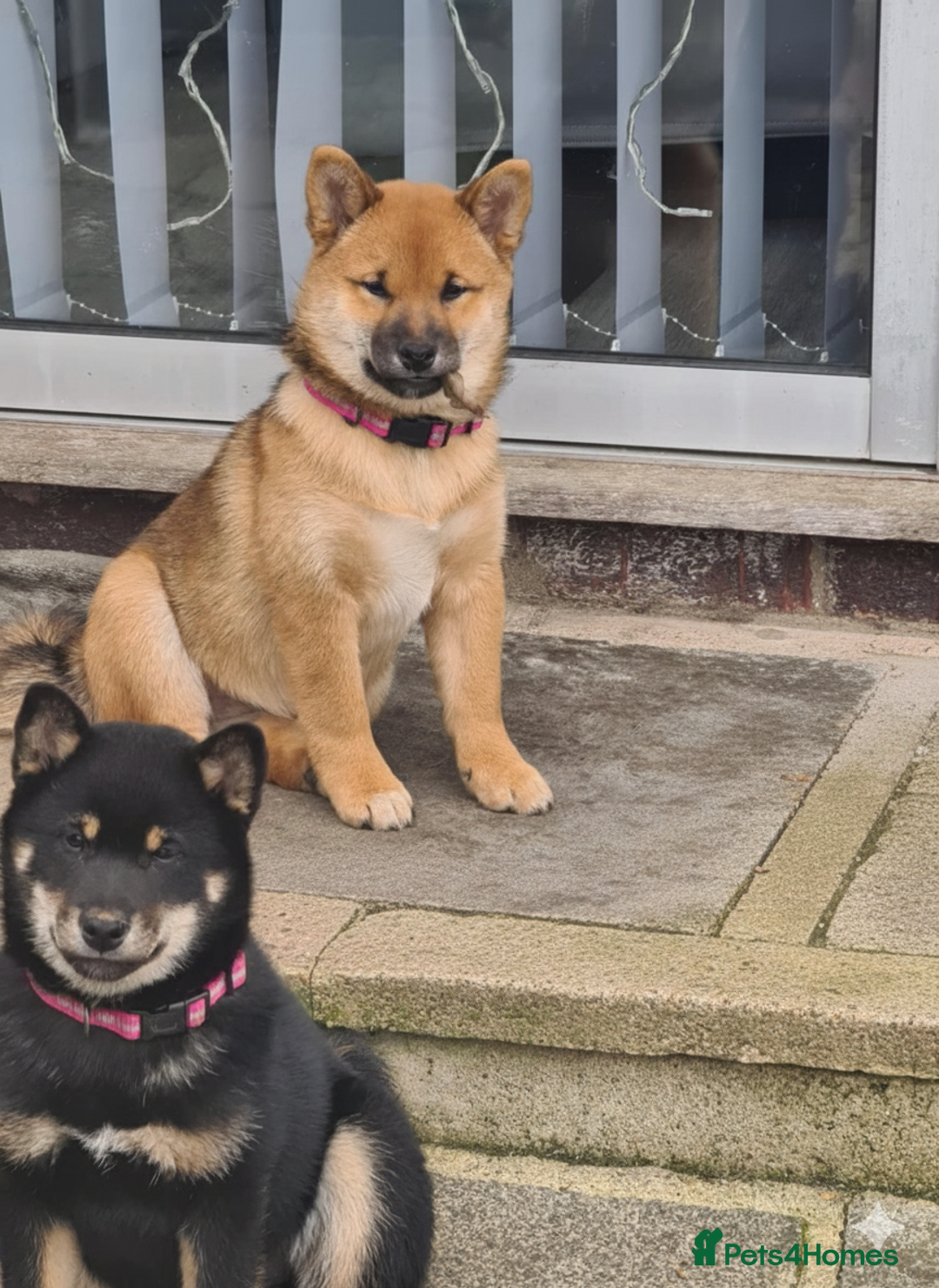 Japanese Shiba Inu dogs for sale: Japanese Shiba Inu  - Advert 16