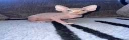Sphynx cats for sale: Canadian sphynx ready to leave now  - Advert 7