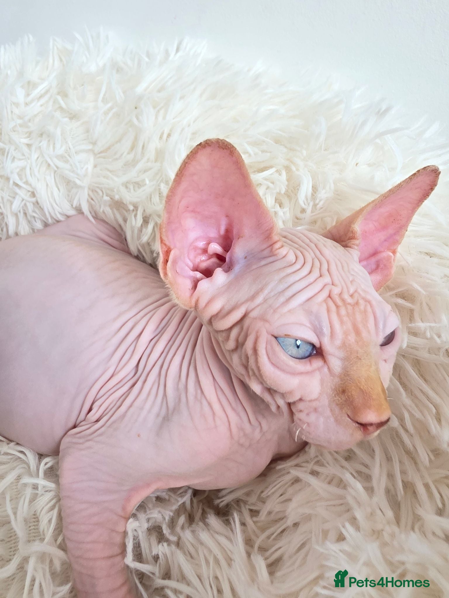 Sphynx cats Last 2 Beautiful Sphynx Boys Available 💙💚 - Advert 10