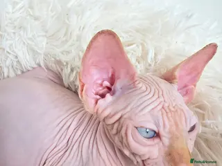 Sphynx cats Last 2 Beautiful Sphynx Boys Available 💙💚 - Advert 1