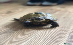 Tortoise reptiles for sale: Horsefield Tortoise and set up - Image 1