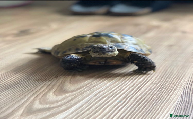 Tortoise reptiles - Advert 1