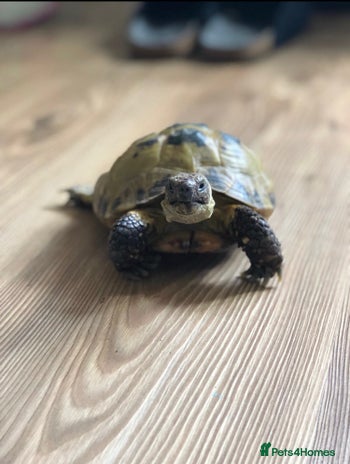 Tortoise reptiles - Advert 5