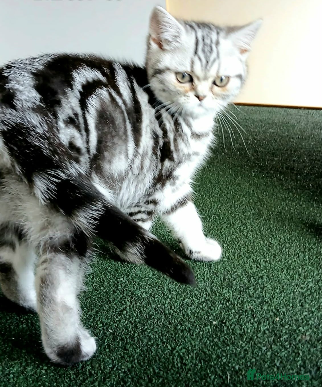 British Shorthair cats  Bsh.Silver Classic Tabby. GCCF - Advert 7