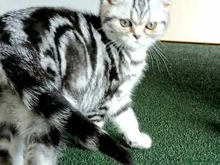 British Shorthair cats Bsh.Silver Classic Tabby. GCCF - Advert 7