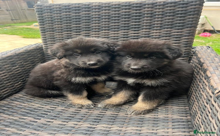 Mixed Breed dogs - Advert 15