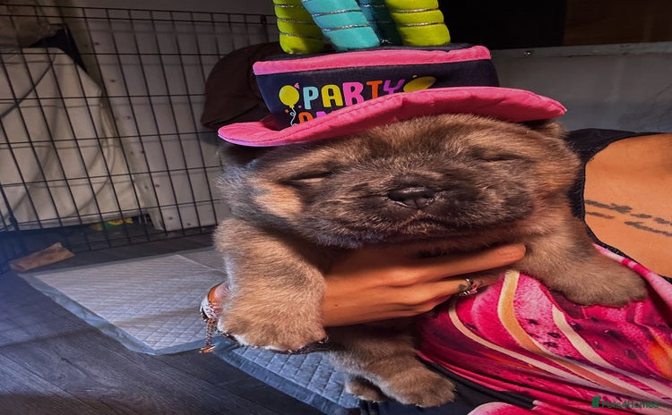 Chow Chow dogs Stunning chows ready for  **   - Advert 2