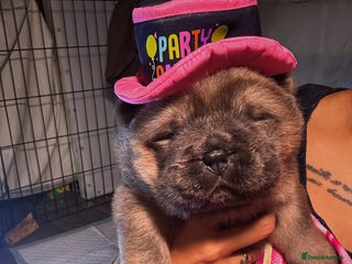 Chow Chow dogs Stunning chows ready for ** - Advert 6