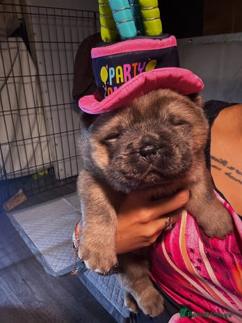 Chow Chow dogs Stunning chows ready for ** - Advert 2