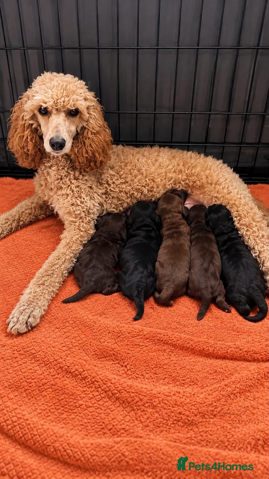 Cockapoo dogs Gorgeous tri, chocolate, tan cockapoos - Advert 1