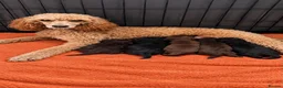 Cockapoo dogs for sale: Gorgeous tri, chocolate, tan cockapoos in Ferryhill - Advert 1