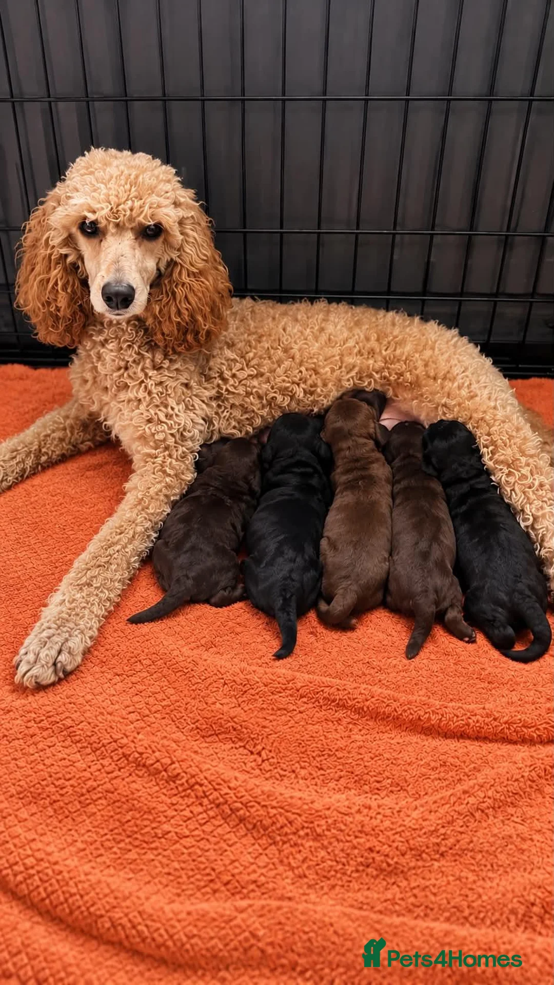 Cockapoo dogs for sale: Gorgeous tri, chocolate, tan cockapoos in Ferryhill - Advert 1