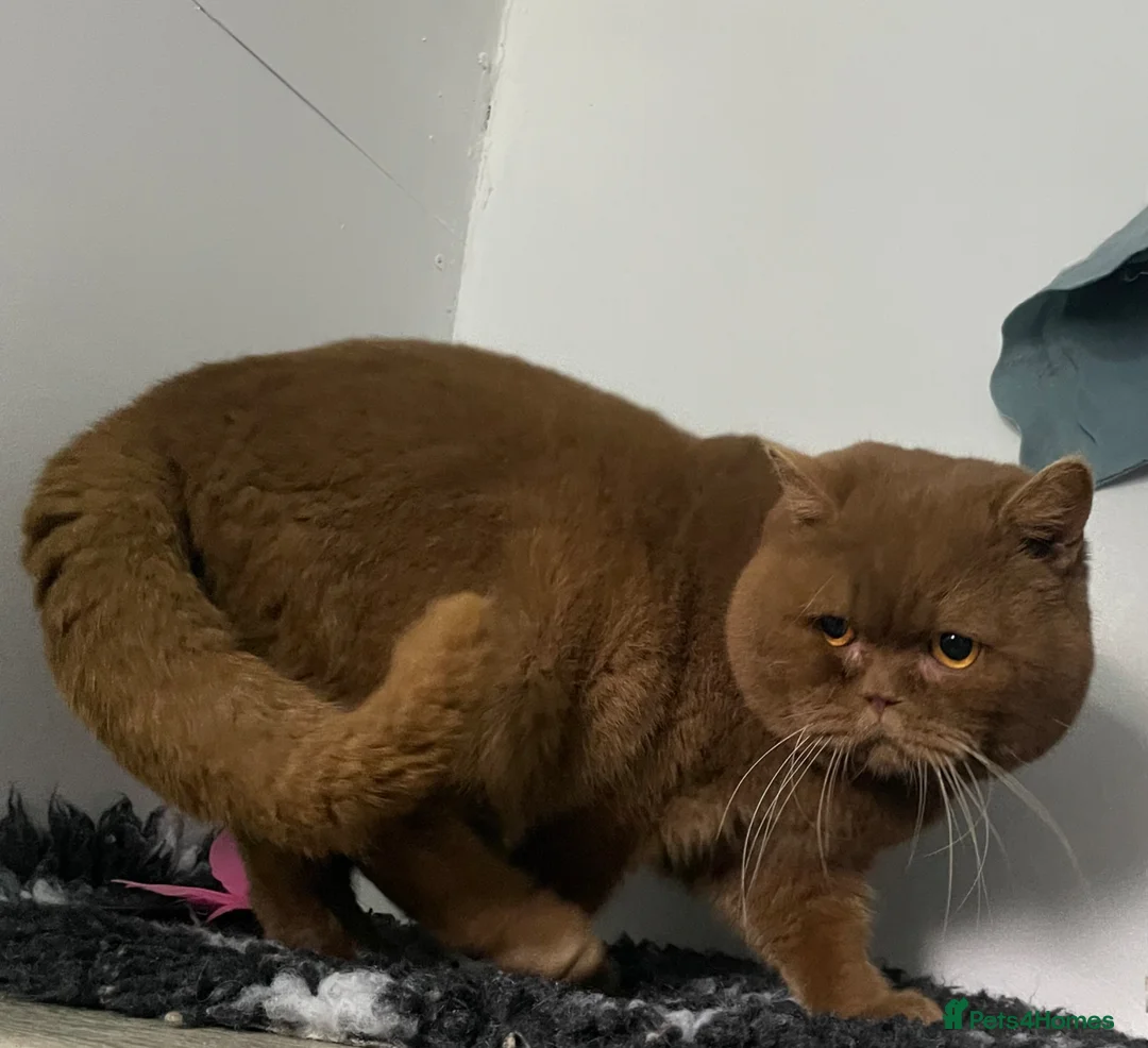 British Shorthair cats for stud: 🔥🤎 Cinnamon stud GCCF TICA BLOOD B EAST MIDLANDS - Advert 2
