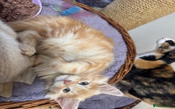 Maine Coon cats for sale: Beautiful GCCF kittens various colours - Image 30