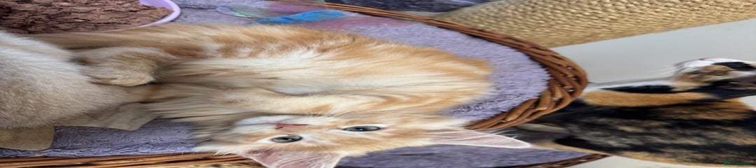 Maine Coon Kitten 9