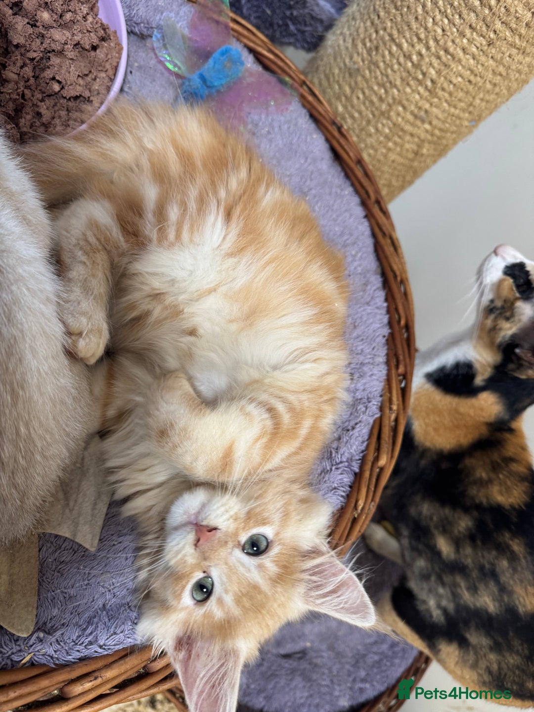 Maine Coon cats for sale: Beautiful GCCF kittens various colours - Image 30