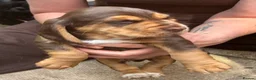 Bocker dogs for sale: 4 lovely boys available  - Advert 14