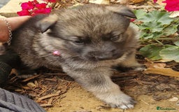 Shepsky dogs for sale: Beautiful chunky litter of shepsky pups - Image 6