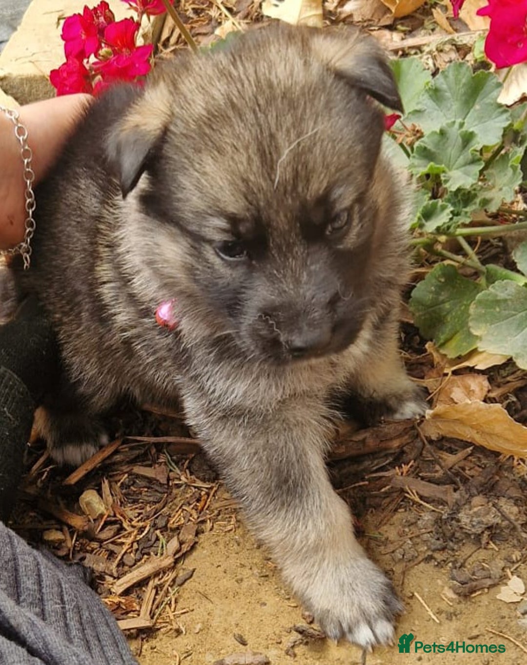 Shepsky dogs for sale: Beautiful chunky litter of shepsky pups - Image 6