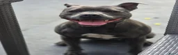 Staffordshire Bull Terrier dogs for sale: KC REG ROYAL REGIMENT BABIES - Advert 3