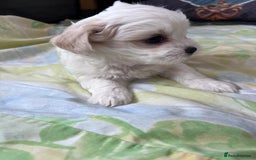 Mixed Breed dogs for sale: Havanese and shi tzu puppy - Image 6