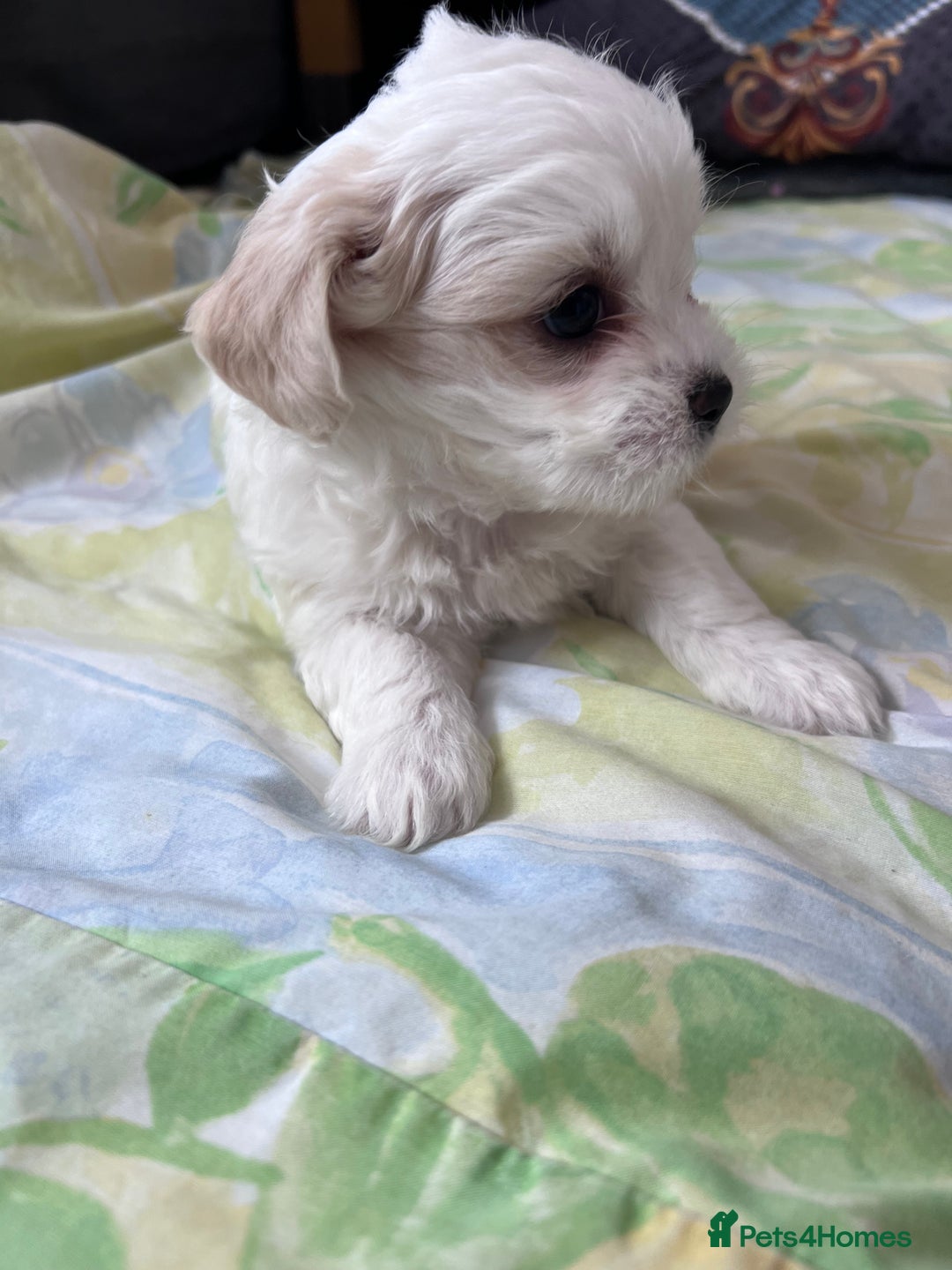 Mixed Breed dogs for sale: Havanese and shi tzu puppy - Image 6