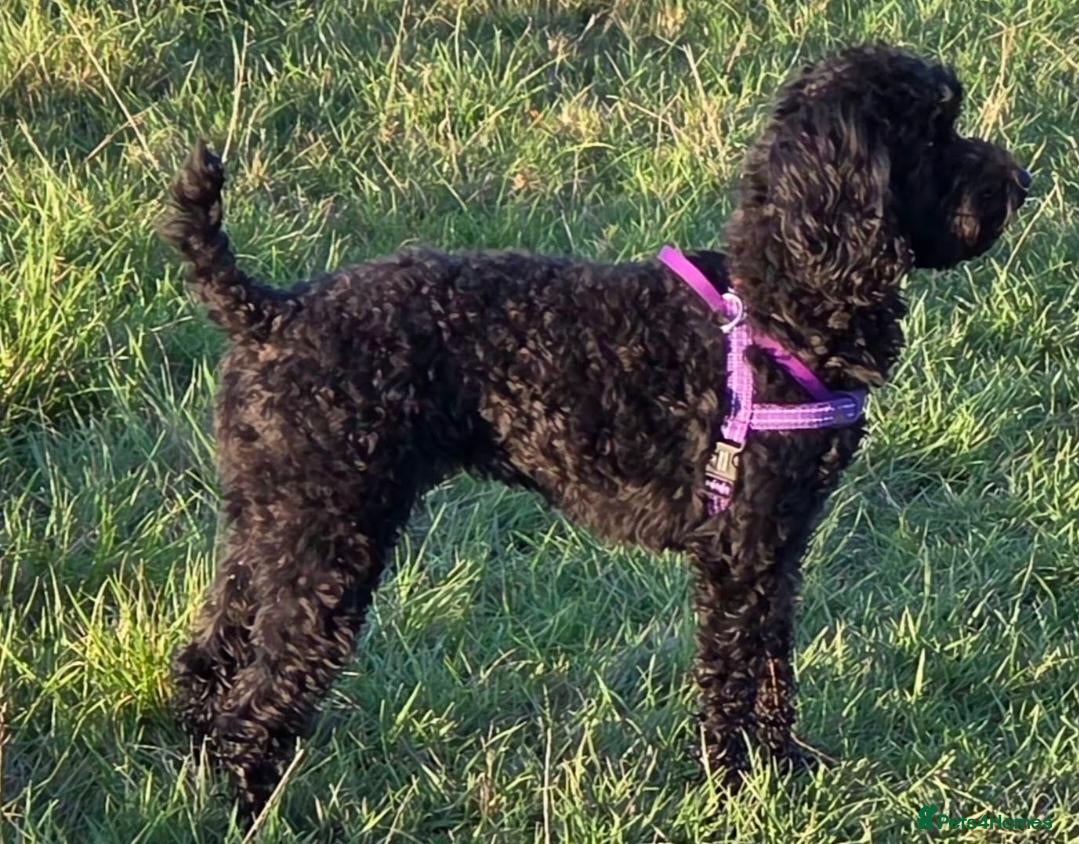 Toy Poodle dogs Beautiful Toy Poodle Ready to be reserved  - Advert 1