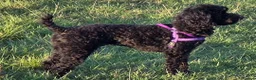 Toy Poodle dogs for sale: Beautiful Toy Poodle Ready to be reserved  in Watford - Advert 1