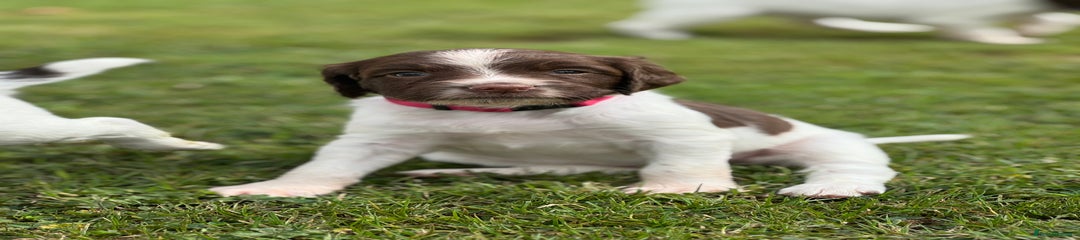 English Springer Spaniel Puppy 6