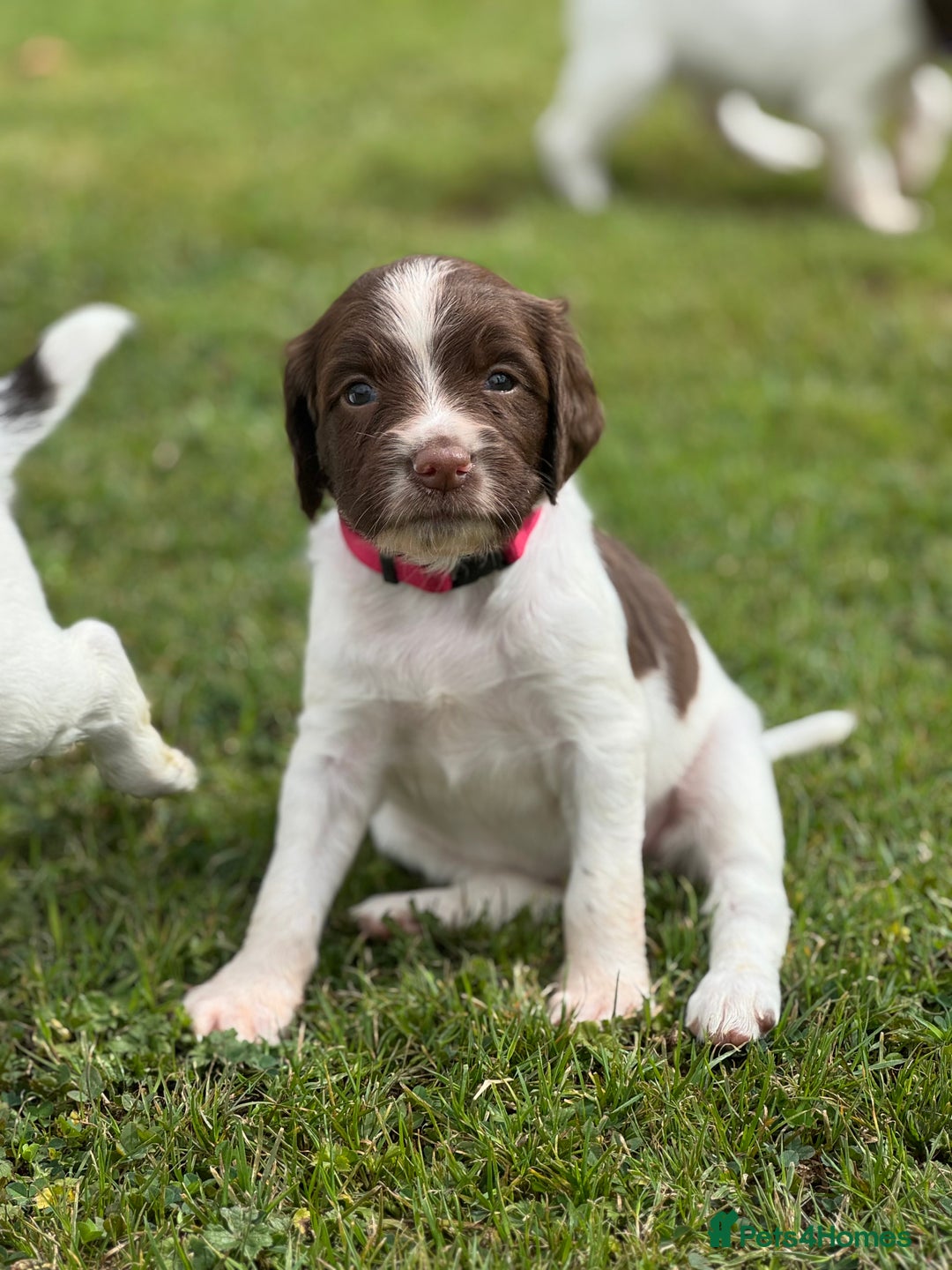 English Springer Spaniel dogs for sale: KC Registered Working Springer Spaniels  - Image 7