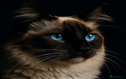 Ragdoll cats for sale: Enzo  - Image 8