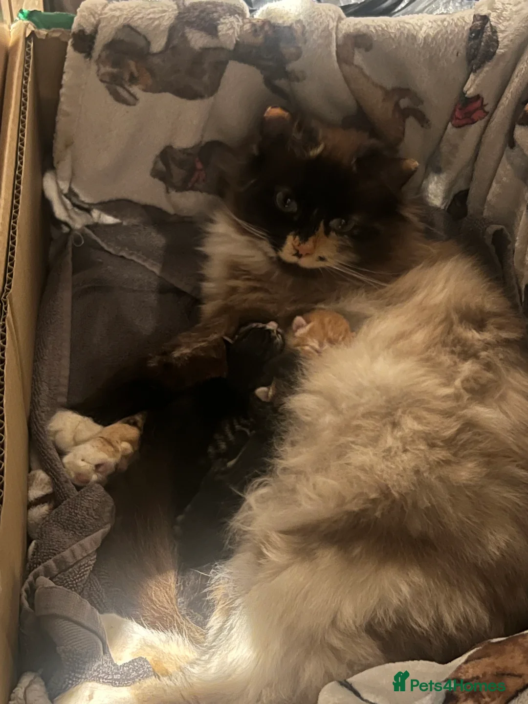 Siamese cats for sale: Mixed Siamese kittens for sale  in Colchester - Advert 10