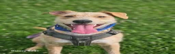 Mixed Breed dogs for sale: Fern 2 years old  in Dukinfield - Advert 16