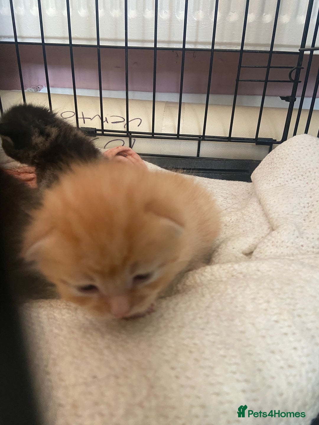 Bengal cats for sale: 7 little kittens  - Advert 3