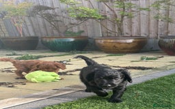 Cavapoo dogs for sale: ONLY our clever little Ricki left!  - Image 19