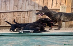 Mixed Breed dogs for sale: German Shepard X Dutch Herder Puppies - Image 12