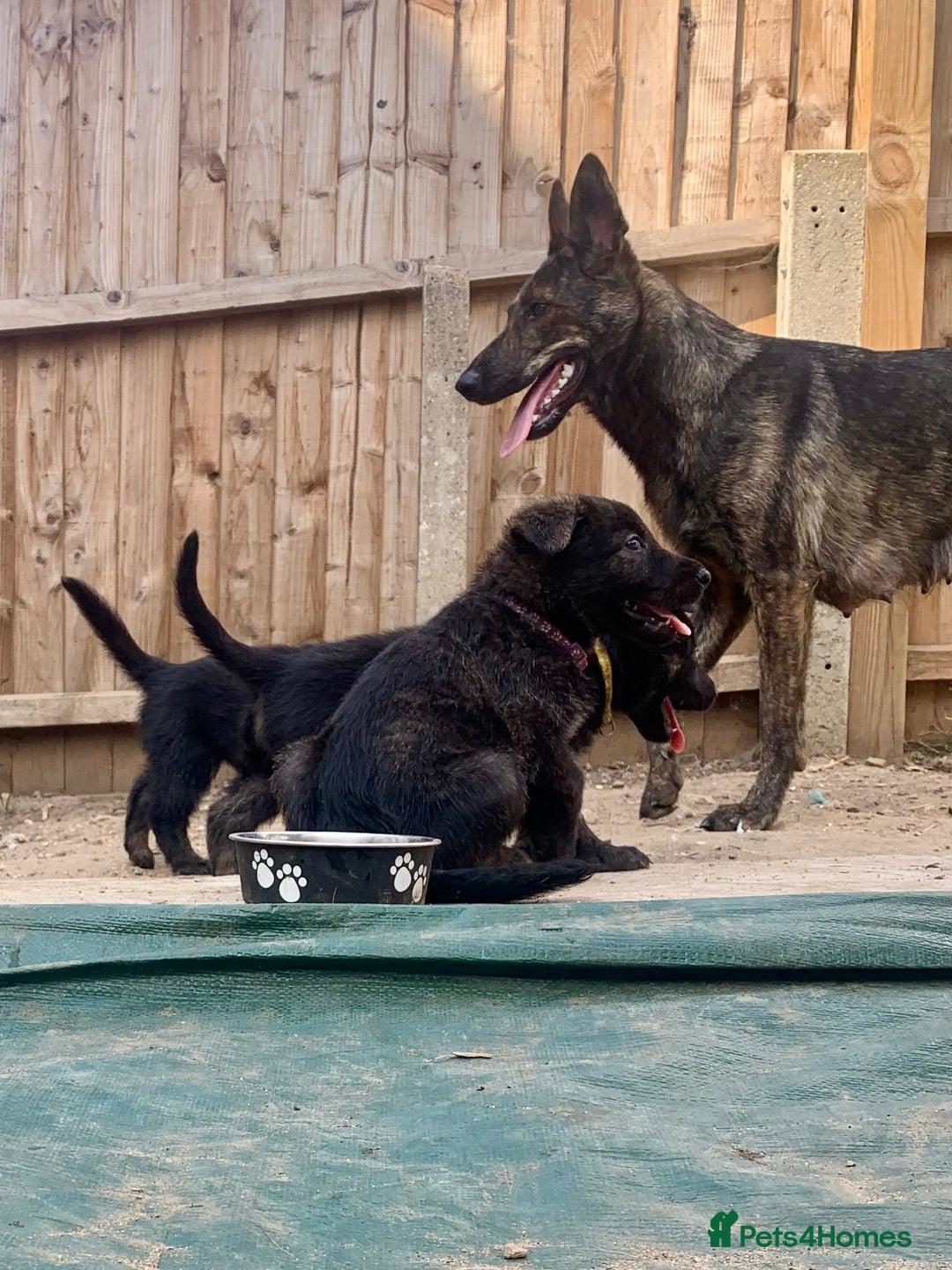 Mixed Breed dogs for sale: German Shepard X Dutch Herder Puppies - Image 12