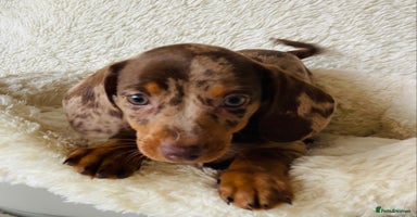 Miniature Dachshund dogs - Advert 16