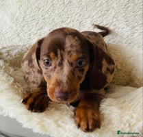 Miniature Dachshund dogs - Advert 16