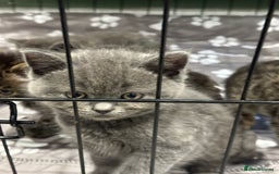 British Shorthair cats for sale: LAST TWO BRITISH SHORT HAIR BOYS FOR SALE - Image 3