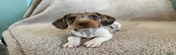Miniature Dachshund dogs for sale: Mini dachshunds in Evesham - Advert 5
