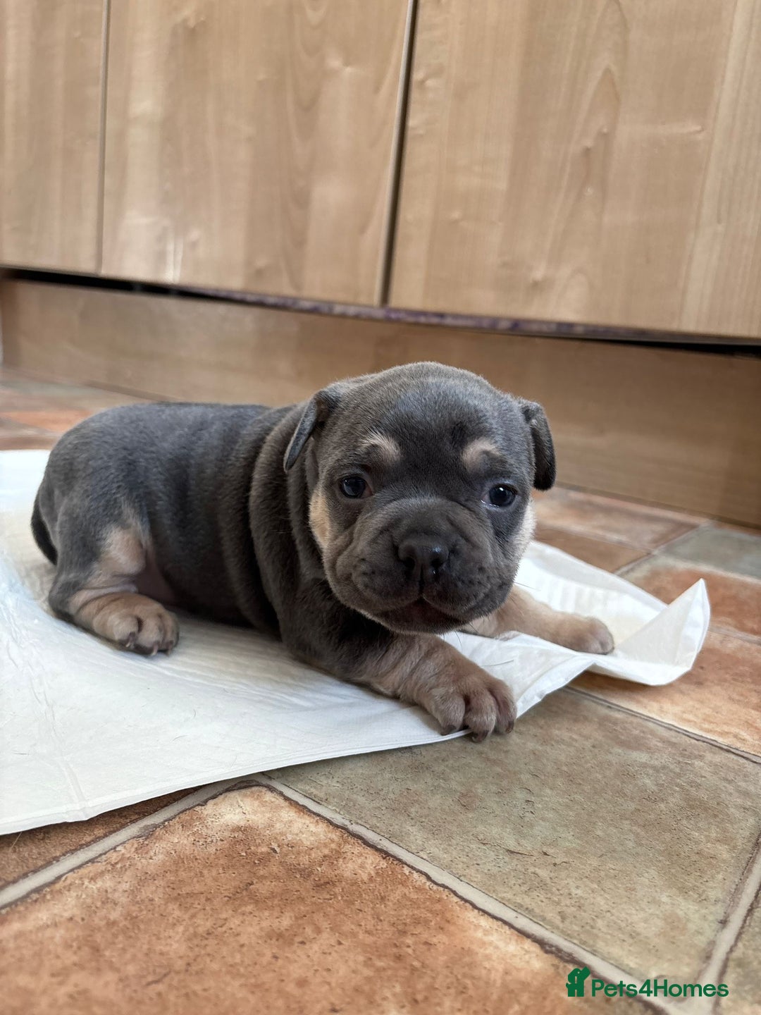 Mixed Breed dogs for sale: French bulldog cross pocket bully puppies  - Image 5