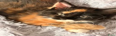 Maine Coon 1