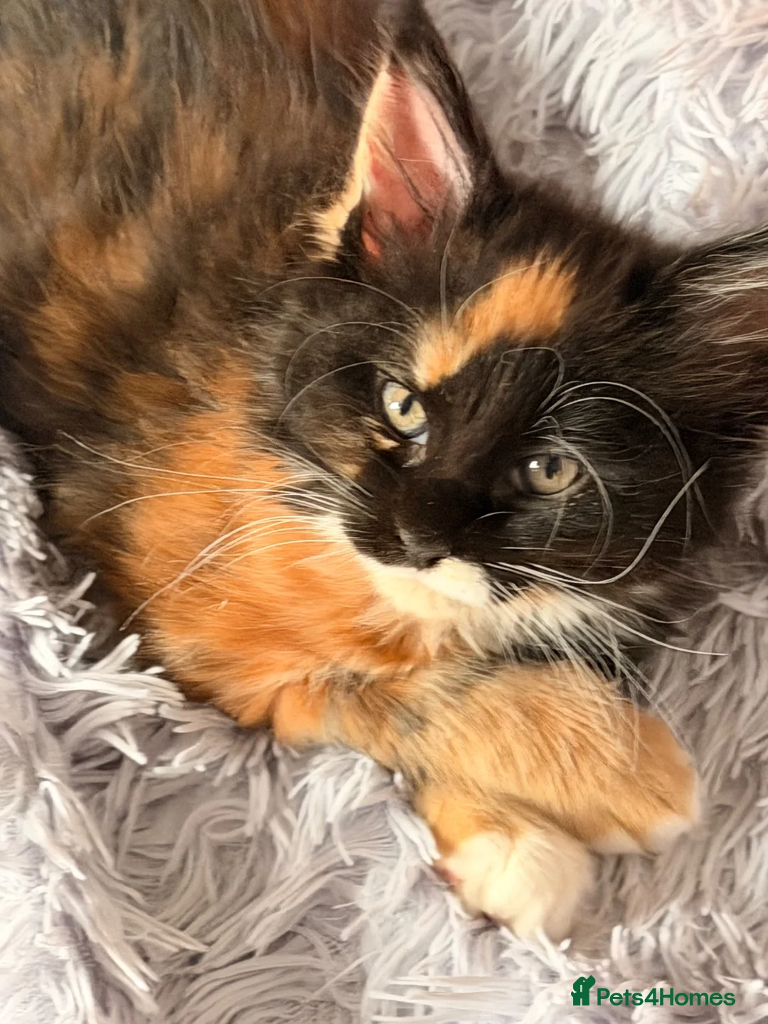 Maine Coon cats for sale: Maine coon kittens for sale - Advert 2