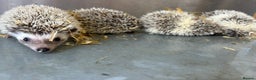 Pygmy Hedgehog rodents for sale: Baby African Pygmy hedgehogs  - Advert 6