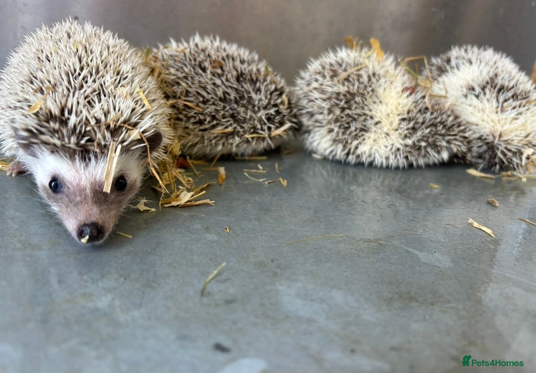Pygmy Hedgehog rodents for sale: Baby African Pygmy hedgehogs  - Advert 6