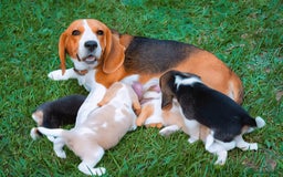 Beagle dogs for sale: This is Reggie  - Image 4