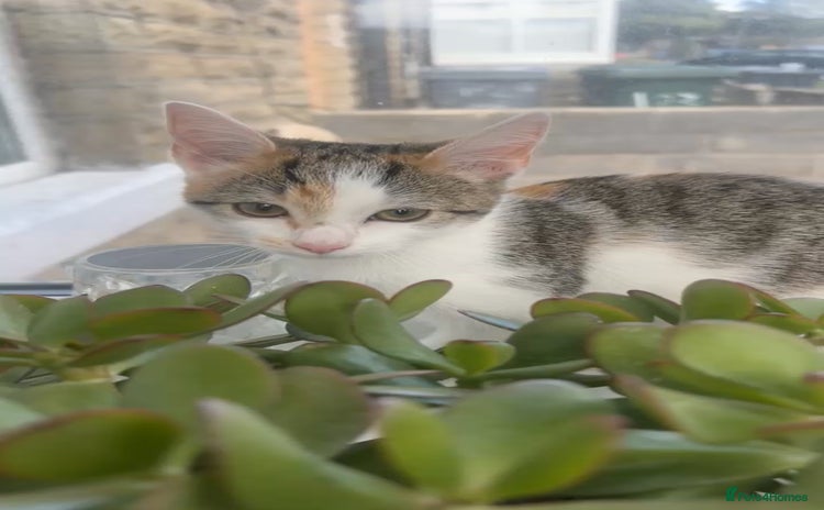 Mixed Breed cats - Advert 6