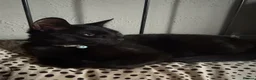 Mixed Breed cats for sale: Sweet black kitten  in Southampton - Advert 6