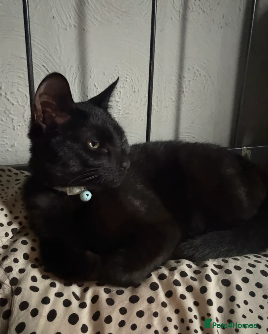 Mixed Breed cats for sale: Sweet black kitten  in Southampton - Advert 6